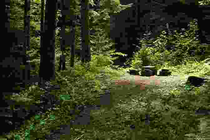 A Blurred Image Of A Large, Hairy Figure In A Forest Clearing The Sasquatch At Home: Traditional Protocols Modern Storytelling (The Henry Kreisel Memorial Lecture Series)