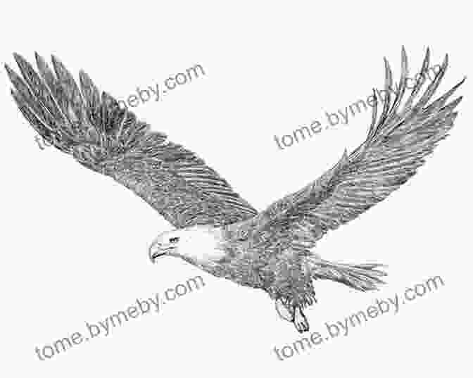 A Breathtaking Pencil Drawing Of An Eagle, Capturing Its Soaring Flight And Majestic Presence Drawing Nature Create Pencil Drawings Of Nature With Fun: 150 Easy Drawing Ideas For Beginners And Kids (Drawing Plants And Flowers Bugs Mushrooms And More)