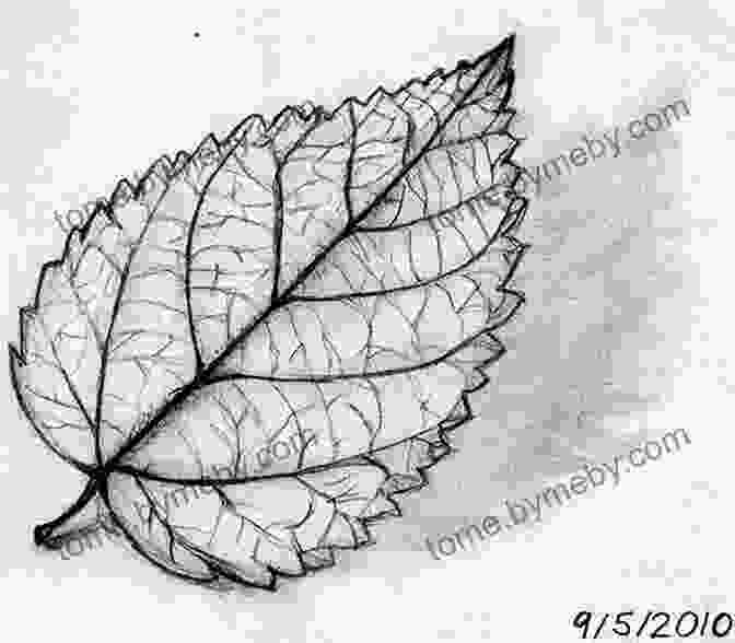 A Close Up Pencil Drawing Of A Leaf, Showcasing The Intricate Details And Textures Of Its Veins And Surface Drawing Nature Create Pencil Drawings Of Nature With Fun: 150 Easy Drawing Ideas For Beginners And Kids (Drawing Plants And Flowers Bugs Mushrooms And More)