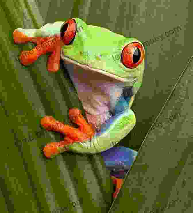 A Colorful Frog Perched On A Leaf, Its Eyes Bright And Curious Little Kids First Big Of Reptiles And Amphibians (Little Kids First Big Books)