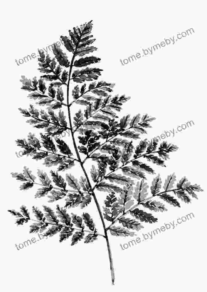 A Detailed Pen And Ink Drawing Of A Fern Botanical Sketchbook: Drawing Painting And Illustration For Botanical Artists