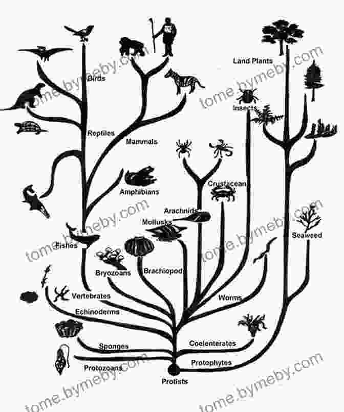 A Diagram Illustrating The Branching Tree Of Life, Representing The Evolutionary Relationships Among Species. The Origin Of Species And The Voyage Of The Beagle : By Richard Dawkins (Everyman S Library Classics Series)