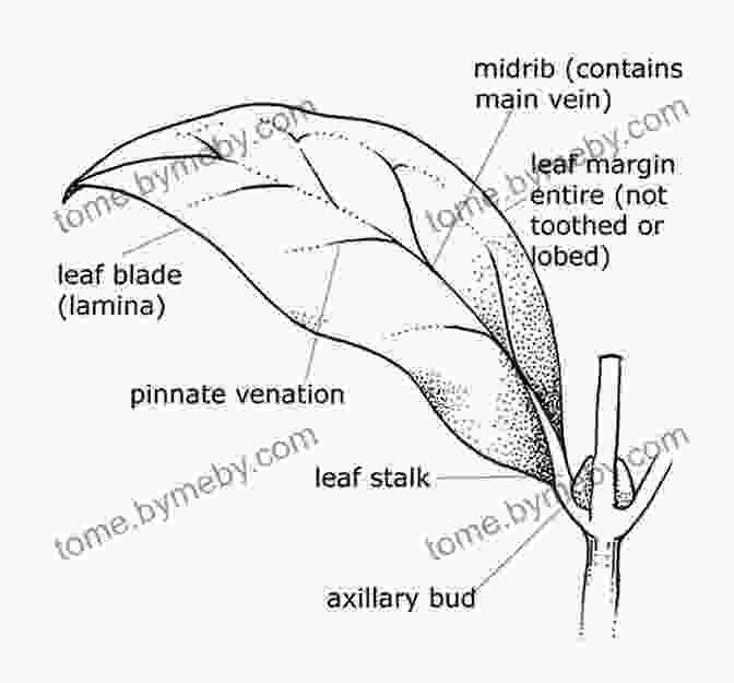 A Drawing Of A Leaf With Detailed Annotations Highlighting Its Structure And Form Drawing Nature Create Pencil Drawings Of Nature With Fun: 150 Easy Drawing Ideas For Beginners And Kids (Drawing Plants And Flowers Bugs Mushrooms And More)