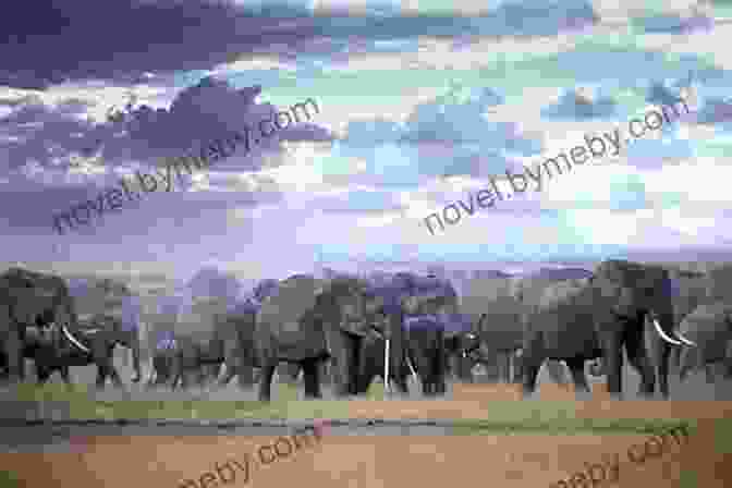 A Herd Of Elephants Walking Through The African Savanna. At The Hand Of Man: Peril And Hope For Africa S Wildlife