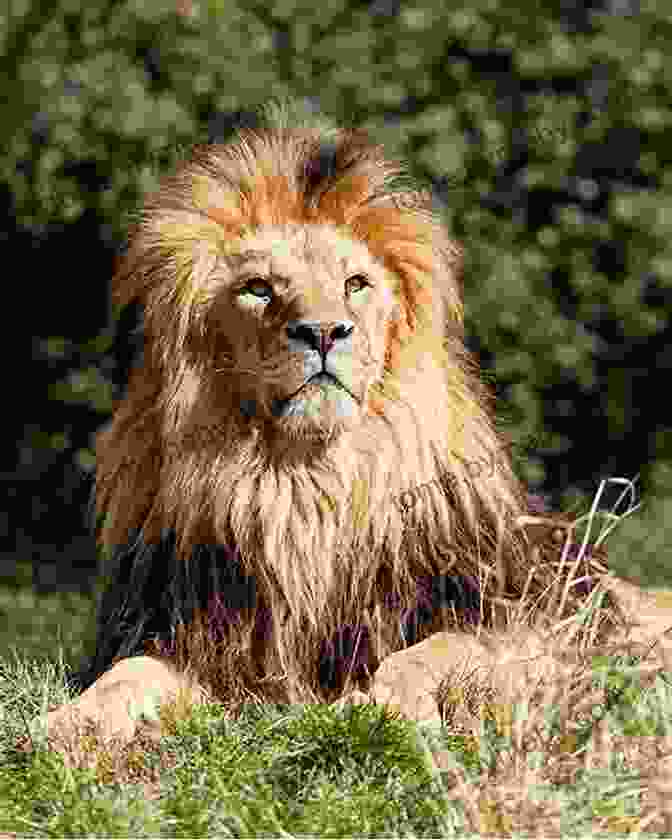 A Majestic Young Lion With Golden Fur, Bright Eyes And A Curious Expression, Standing In A Lush Green Meadow. The Lion Is Looking Directly At The Viewer, As If It's Listening Attentively. The Little Lion That Listened