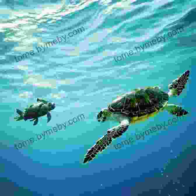 A Sea Turtle Gliding Through The Ocean, Its Flippers Propelling It Forward Little Kids First Big Of Reptiles And Amphibians (Little Kids First Big Books)