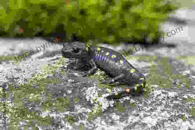 A Spotted Salamander Crawling Over A Mossy Rock, Its Vibrant Colors Standing Out Against The Forest Greenery Little Kids First Big Of Reptiles And Amphibians (Little Kids First Big Books)