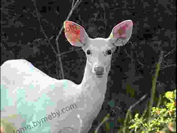 An Albino Deer, Its Ethereal Appearance Contrasting Starkly With Its Perilous Existence In The Harsh Wilderness Blood Orchid: An Unnatural History Of America