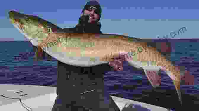 Angler Holding A Large Musky Caught Using The Book's Secrets Pro Tactics: Muskie: Use The Secrets Of The Pros To Catch More And Bigger Muskies