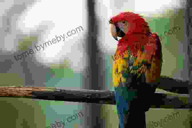 Colorful Parrot Perched On A Branch National Geographic Little Kids First Big Of Birds (Little Kids First Big Books)