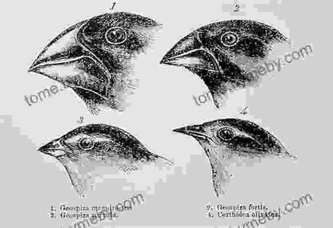 Darwin's Sketches Of Galapagos Finches The Voyage Of The Beagle: The Illustrated Edition Of Charles Darwin S Travel Memoir And Field Journal