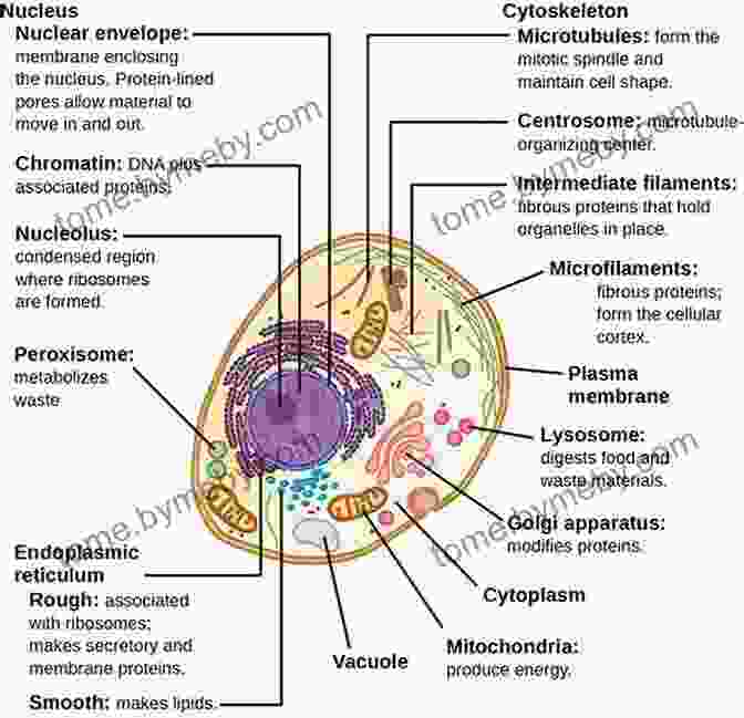 Diagram Illustrating The Structure And Function Of A Eukaryotic Cell. Anatomy Histology Cell Biology: PreTest Self Assessment Review Fourth Edition