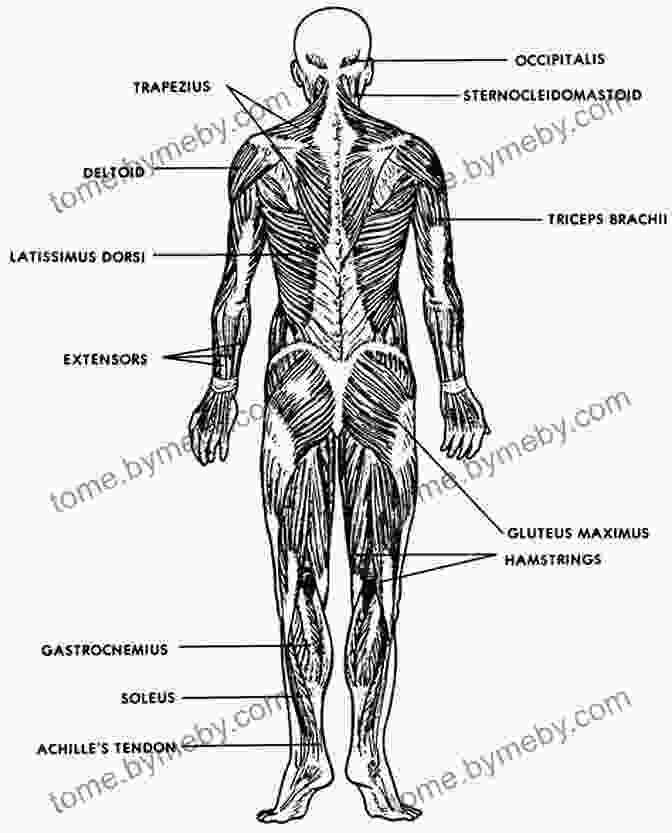 Diagram Of The Human Anatomy, Showing The Skeletal, Muscular, And Nervous Systems. Anatomy Histology Cell Biology: PreTest Self Assessment Review Fourth Edition