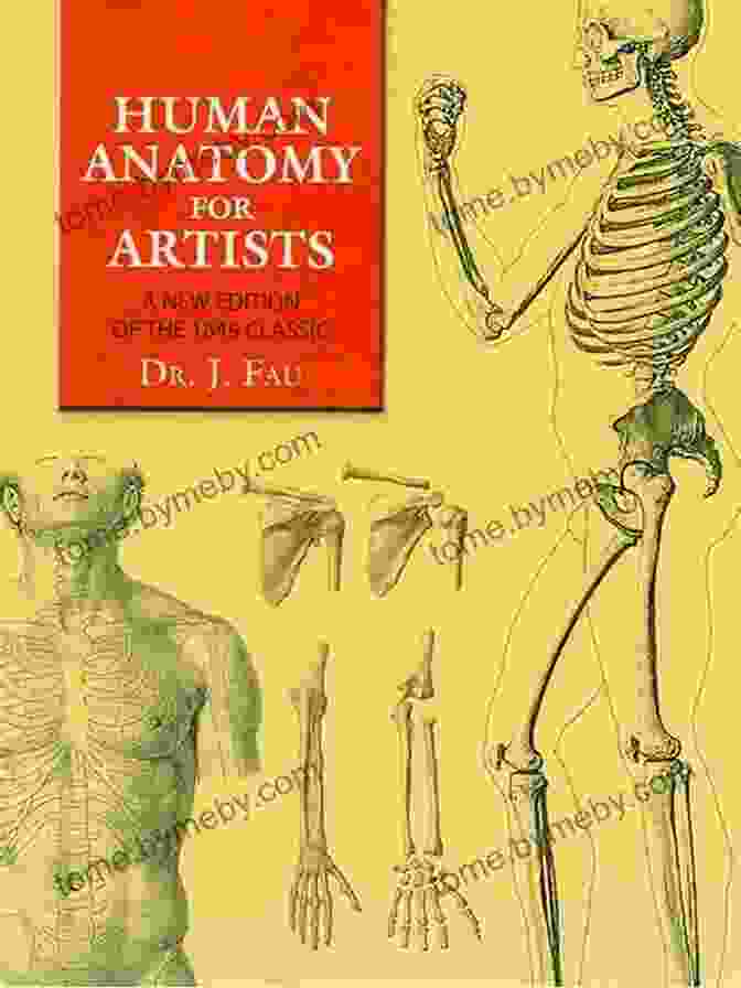 Intricate Illustration Of Human Anatomy From Dover Anatomy For Artists Human Anatomy For Artists: A New Edition Of The 1849 Classic With CD ROM (Dover Anatomy For Artists)