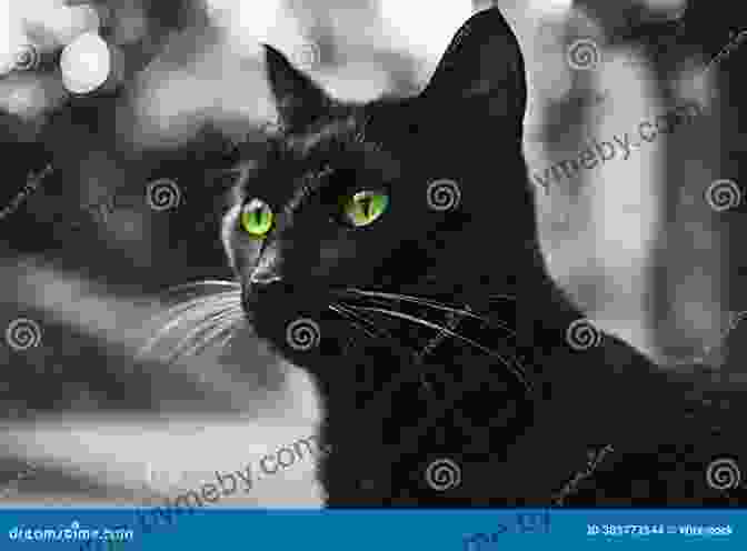 Kaspar, A Sleek Black Cat With Piercing Green Eyes, Standing Amidst The Chaos On The Titanic Kaspar The Titanic Cat Michael Morpurgo