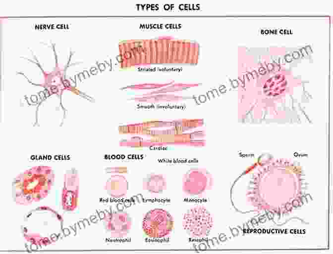 Microscopic Image Of A Tissue Sample, Showing Cells And Their Organization. Anatomy Histology Cell Biology: PreTest Self Assessment Review Fourth Edition