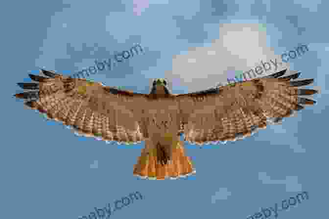 Powerful Hawk Soaring Through The Sky National Geographic Little Kids First Big Of Birds (Little Kids First Big Books)